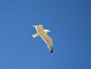 海阔天空，心灵的翱翔与追寻，退一步海阔天空作文