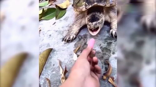 胆子太大了,就不怕手指被鳄鱼龟给咬掉吗 