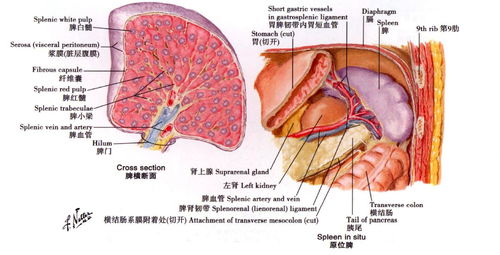 这个脏器的淋巴组织最多,手术时需注意