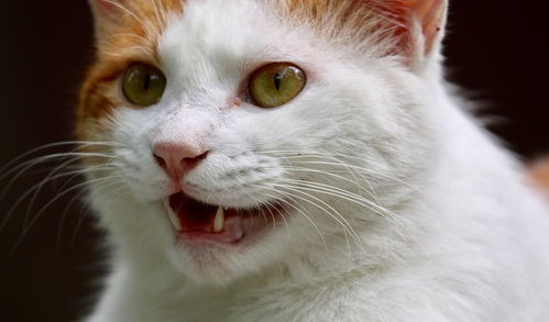 猫护食并非因为馋,与猫天生的性格有关,3种猫频繁护食
