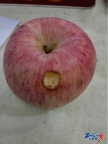 苹果上这个洞是什么虫子咬的 有哪位朋友见过 看着根本不敢吃呀 