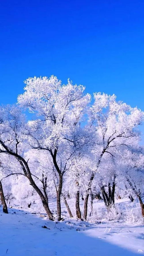 11月25雪景锁屏壁纸原图更新自取不谢 米粒分享网 Mi6fx Com