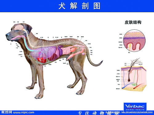 犬解剖图 搜狗图片搜索