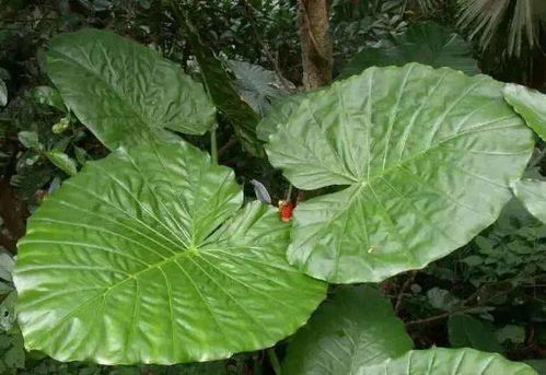 福虎生威 30种名字带有 虎 字的植物,90 的人都不认识