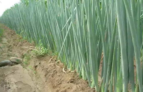 大葱种植方法,农民掌握以下要点,收获高产优质的大葱