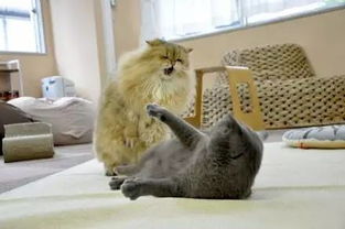 两只猫经常打架,有天给其中一只剃了毛之后...