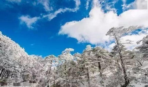 50 位 雪山美人 ,美到让人窒息