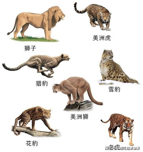 变化最大的动物是什么生肖,十二生肖的祖先各是什么？看完真的涨知识了！