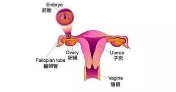 阴道炎有哪些症状？怀孕六个多月了有阴道炎该怎么冶疗？用什么药对胎儿没有影响？