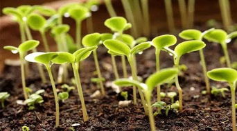 种子萌发的环境条件,植物种子发芽需要的最基本条件有哪些？