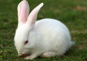 宠物兔身价倍增 成为家中的吉祥物