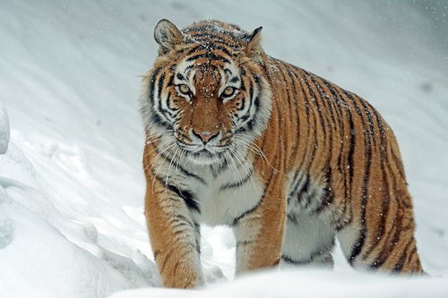 超过 1000 张关于 西伯利亚 和 老虎 的免费图片 