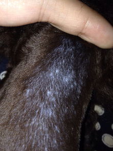 我家泰迪狗狗脖子长了白色疙瘩,两个多月大,今天把它毛剃了,就发现脖子处的皮肤有白色疙瘩,摸上去是凸 