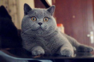 俄罗斯蓝猫多少钱一只（十大最适合新手养的猫）
