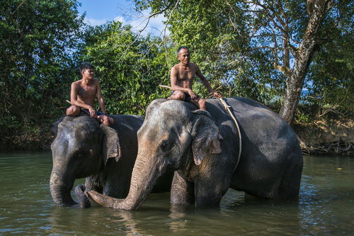 泰国唯一以 象 命名的海岛,大象面临饥饿,旖旎风光无人欣赏