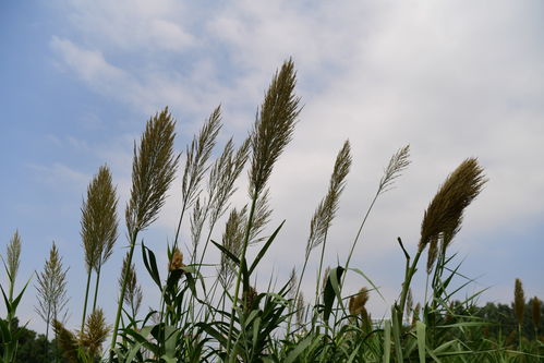 湖湘自然历丨芦苇 芦竹 傻傻分不清楚