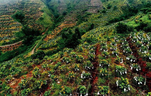 关于攀枝花的地理知识(攀枝花地理位置及特点)