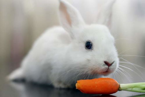 养兔小知识 兔子最喜欢吃什么食物,兔子的食物是哪些
