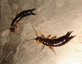 隐翅虫的尾部是黑色的吗 我家里出现了一只跟隐翅虫很相似的 尾部是黑色的尖尖的而且有带触角 