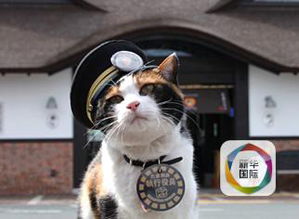 原标题 日本猫站长阿玉去世 传奇 猫生 啥样