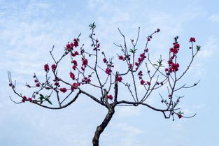 开桃花的桃树和结桃子的桃树有什么区别 