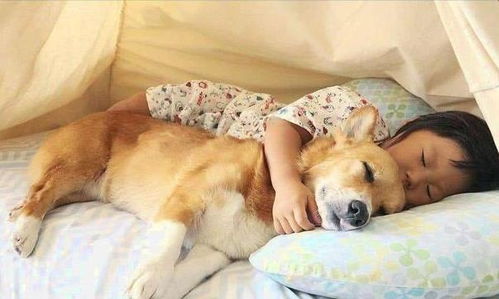 如果狗狗有这样的睡姿,说明你家狗性格很好