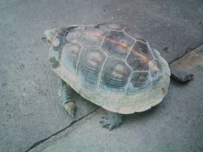 家养白唇泥龟龟能活多少年？