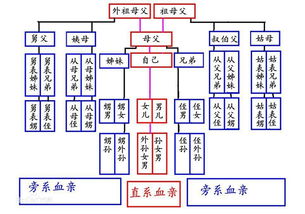 什么是旁系亲属(什么是旁系亲属关系)