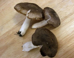 在家门前松树下的草地上长出许多蘑菇,不知道是什么蘑菇,是不是有毒的,可以吃吗 多谢各位 