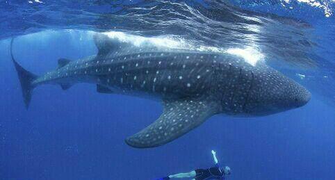除鲸类之外,海洋中还有这些巨型动物