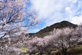 青藏高原的春天是柔美的桃花