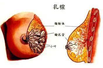 听说喝豆浆会得乳腺癌 豆浆背这锅