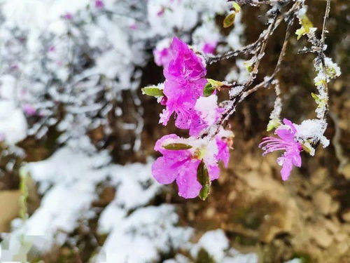 雪映杜鹃 兴安岭上春色美