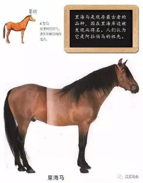 马的祖先是什么 你知道马是怎么诞生的么
