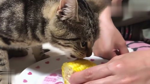 猫咪是否吃玉米,这家主人做了一个试验 