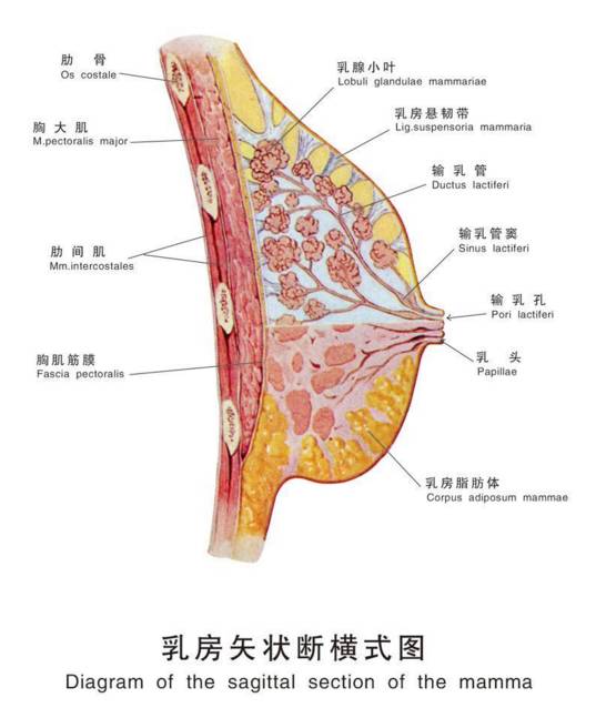 月经前乳房胀痛怎么回事 