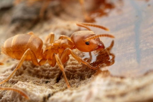 怎样才能彻底消灭家里的蚂蚁