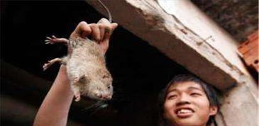 老鼠那么脏, 为何越南人还天天吃 老鼠肉 看完解开多年疑惑