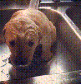 犬猫洗澡,为什么不能用人的沐浴露