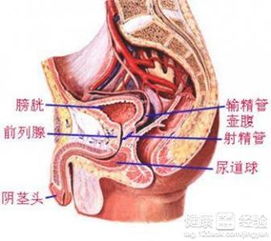 前列腺炎会阵痛吗