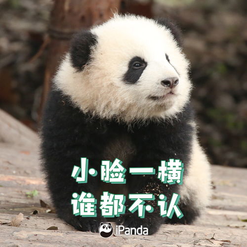 大熊猫有多少叫声 熊猫语 你能听懂吗 