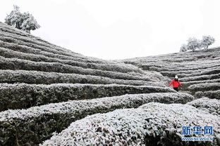 祖国各地雪里 红 