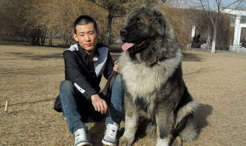 世界上最大的狗,藏獒在它手里都撑不了5分钟 太厉害