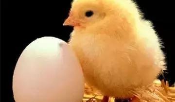 一只鸡打鸣下蛋日出猜一成语 