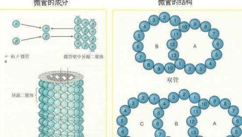 最好的减肥方法是什么