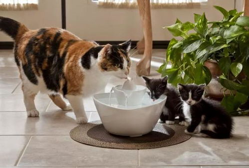 猫咪为何喜欢用爪爪蘸水喝 关于猫咪胡须的秘密
