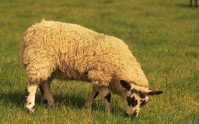 1979年4月份属羊的人什么命(1979年4月出生属什么生肖)
