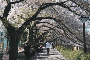 苏州三万昌茶叶龙井价格（江苏三万昌1855茶叶礼盒价格）