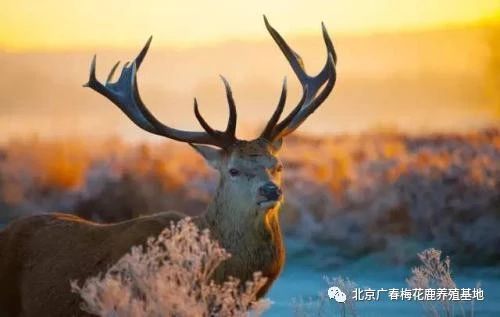 梅花鹿代表什么寓意 象征着吉祥的梅花鹿你喜欢吗