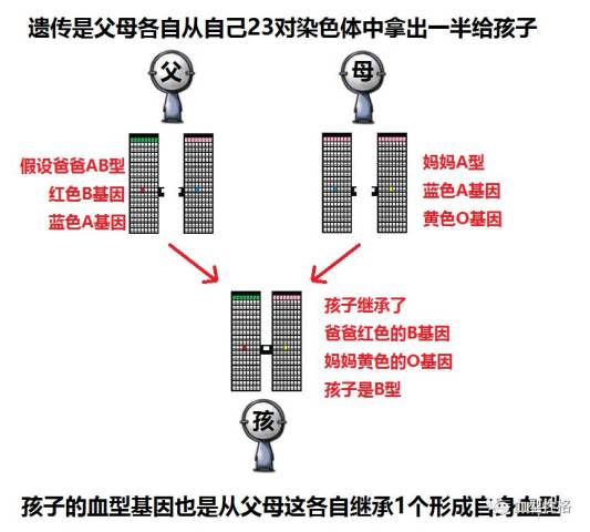 傻瓜都能看懂的基础血型原理讲解 